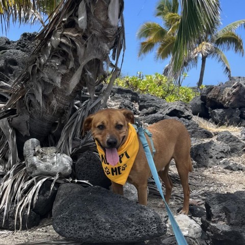 Kobe, an adoptable Mixed Breed in Kailua Kona, HI, 96740 | Photo Image 4