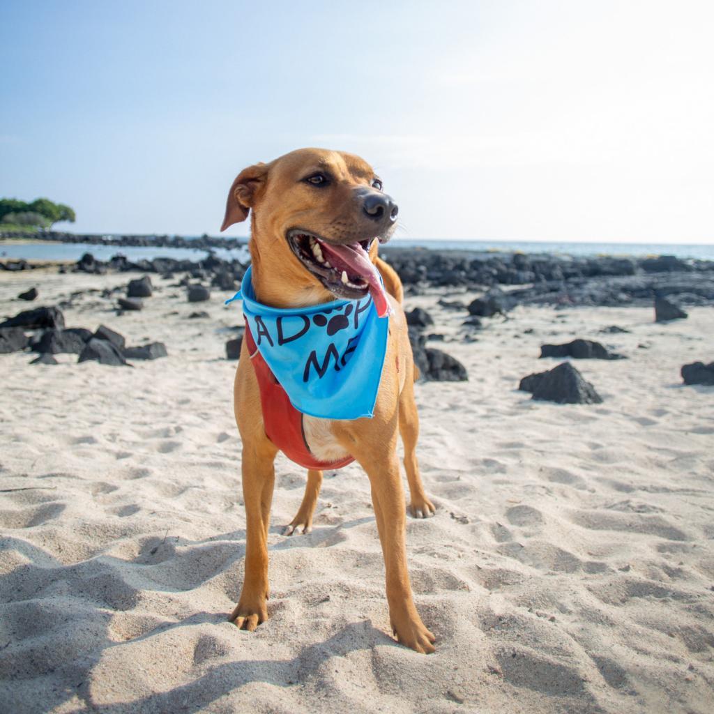 Kobe, an adoptable Mixed Breed in Kailua Kona, HI, 96740 | Photo Image 4