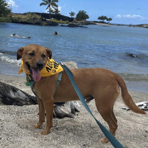 Kobe, an adoptable Mixed Breed in Kailua Kona, HI, 96740 | Photo Image 5