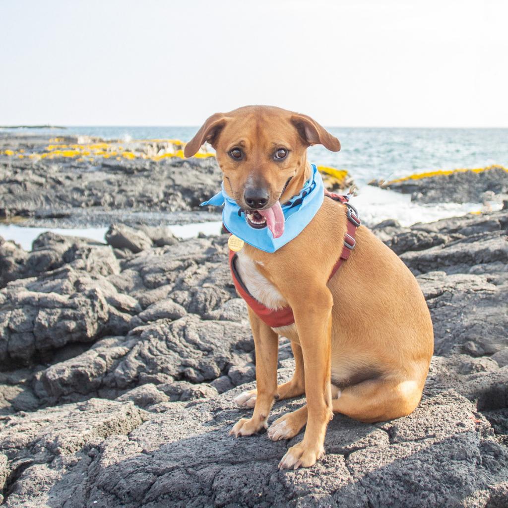 Kobe, an adoptable Mixed Breed in Kailua Kona, HI, 96740 | Photo Image 5