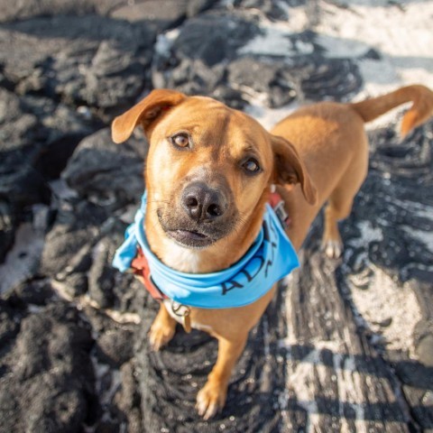 Kobe, an adoptable Mixed Breed in Kailua Kona, HI, 96740 | Photo Image 6