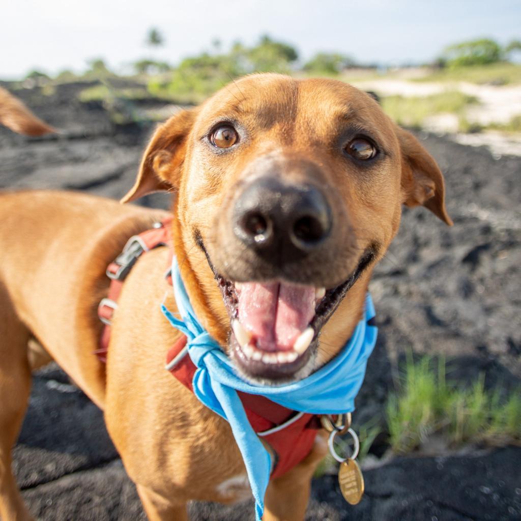 Kobe, an adoptable Mixed Breed in Kailua Kona, HI, 96740 | Photo Image 6