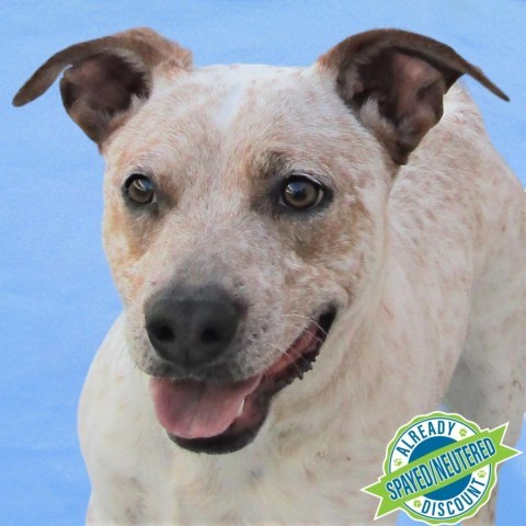 Tortilla, an adoptable Mixed Breed in Las Cruces, NM, 88012 | Photo Image 1