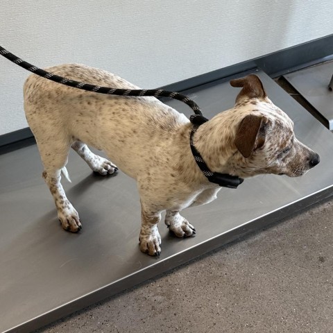 Tortilla, an adoptable Mixed Breed in Las Cruces, NM, 88012 | Photo Image 2