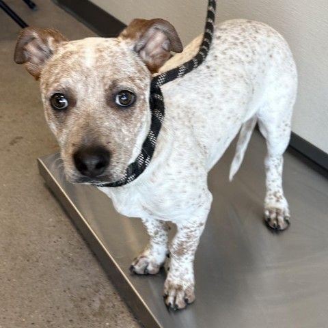 Tortilla, an adoptable Mixed Breed in Las Cruces, NM, 88012 | Photo Image 3