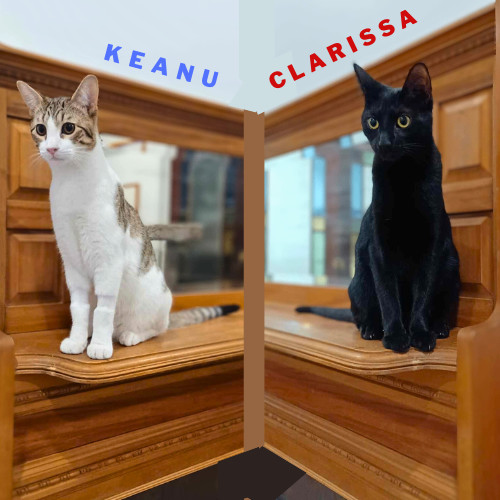 Keanu & Clarissa 4
