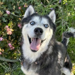 Hi My name is Flora and Im at the Santa Barbara Campus Im a 5 year old female Husky who