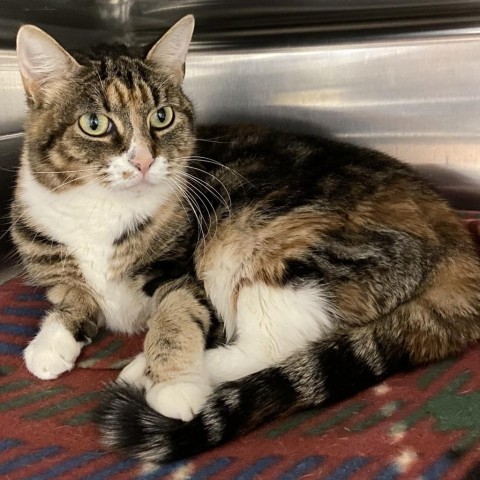 Menorah, an adoptable Domestic Short Hair in Salt Lake City, UT, 84106 | Photo Image 4