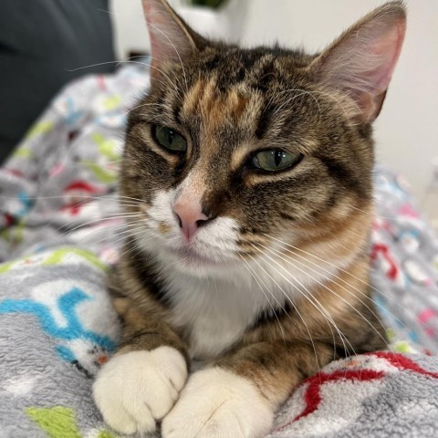 Menorah, an adoptable Domestic Short Hair in Salt Lake City, UT, 84106 | Photo Image 5