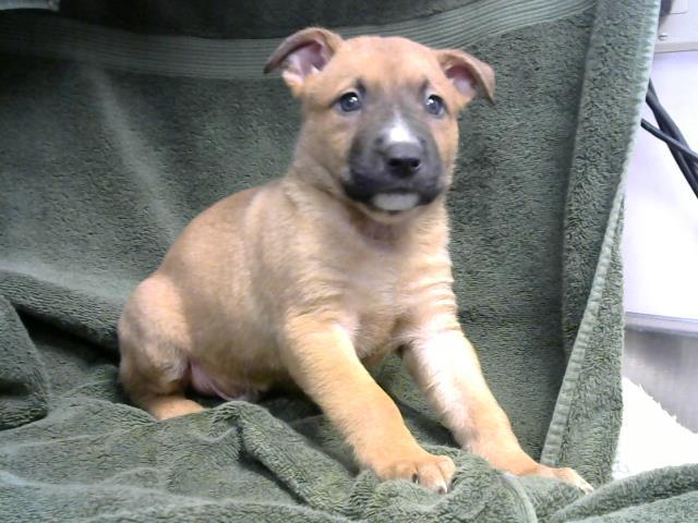 German pit puppies for hot sale sale