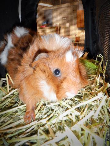 Cedar for hot sale guinea pigs