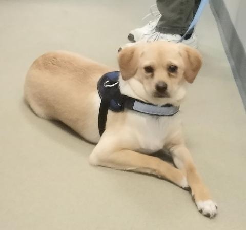 Coby- In a foster home, an adoptable Pomeranian, Mixed Breed in South Bend, IN, 46614 | Photo Image 4