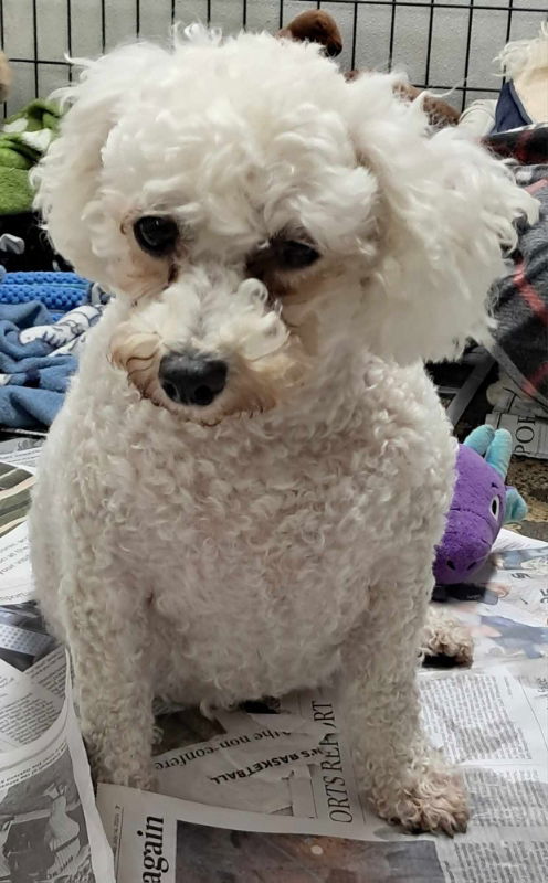 Ramona Quimby - Reduced fee, an adoptable Bichon Frise in Mukwonago, WI, 53149 | Photo Image 1