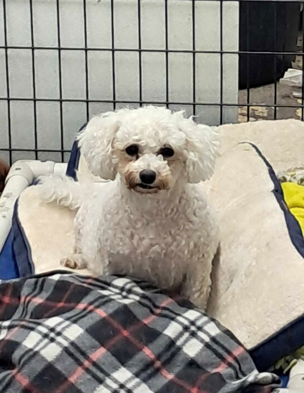 Ramona Quimby - Reduced fee, an adoptable Bichon Frise in Mukwonago, WI, 53149 | Photo Image 2