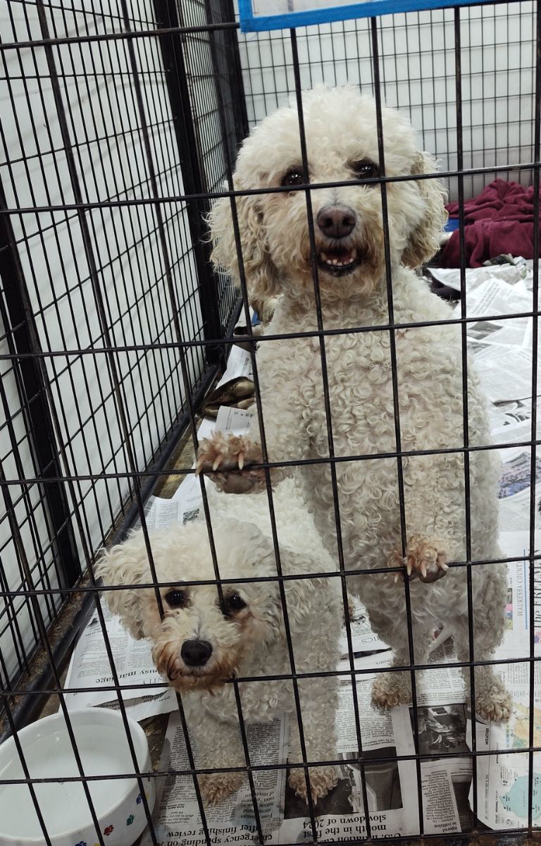 Ramona Quimby - Reduced fee, an adoptable Bichon Frise in Mukwonago, WI, 53149 | Photo Image 3