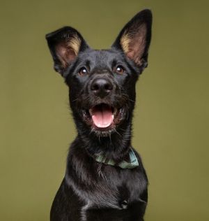 Shakespeare: Viola German Shepherd Dog Dog