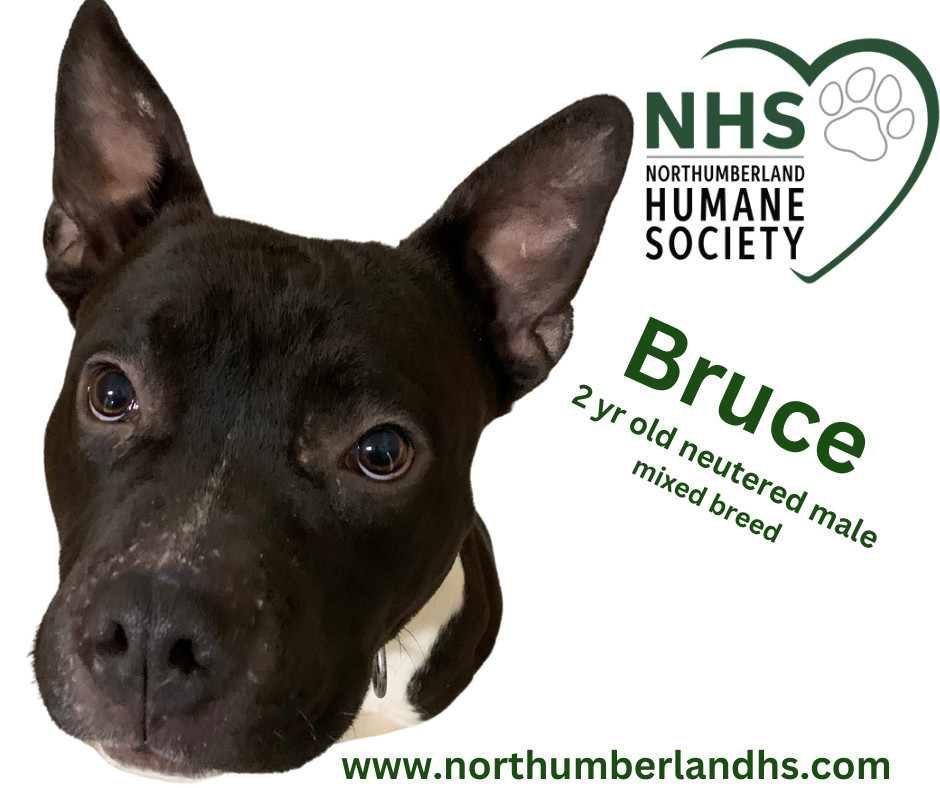 Bruce