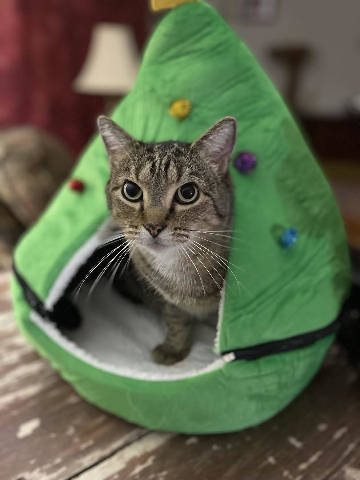 FORREST, an adoptable Tabby in Capshaw, AL, 35742 | Photo Image 1