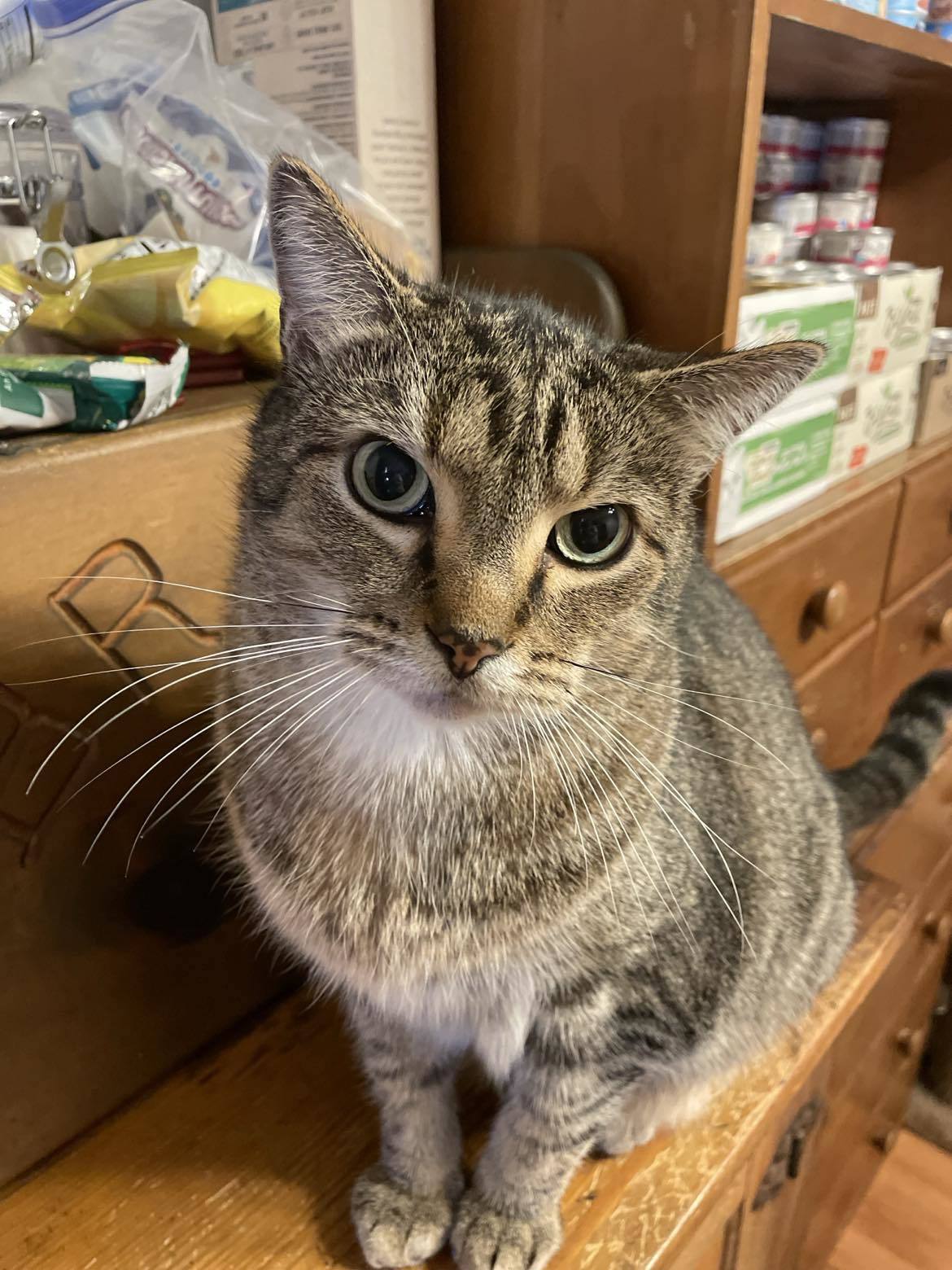 FORREST, an adoptable Tabby in Capshaw, AL, 35742 | Photo Image 2