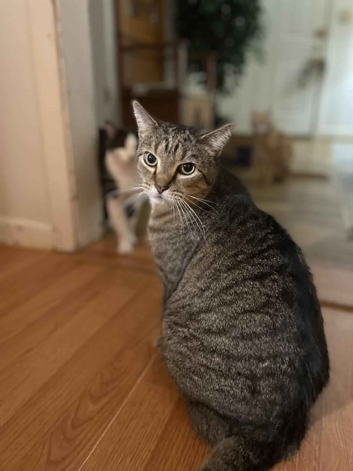 FORREST, an adoptable Tabby in Capshaw, AL, 35742 | Photo Image 3