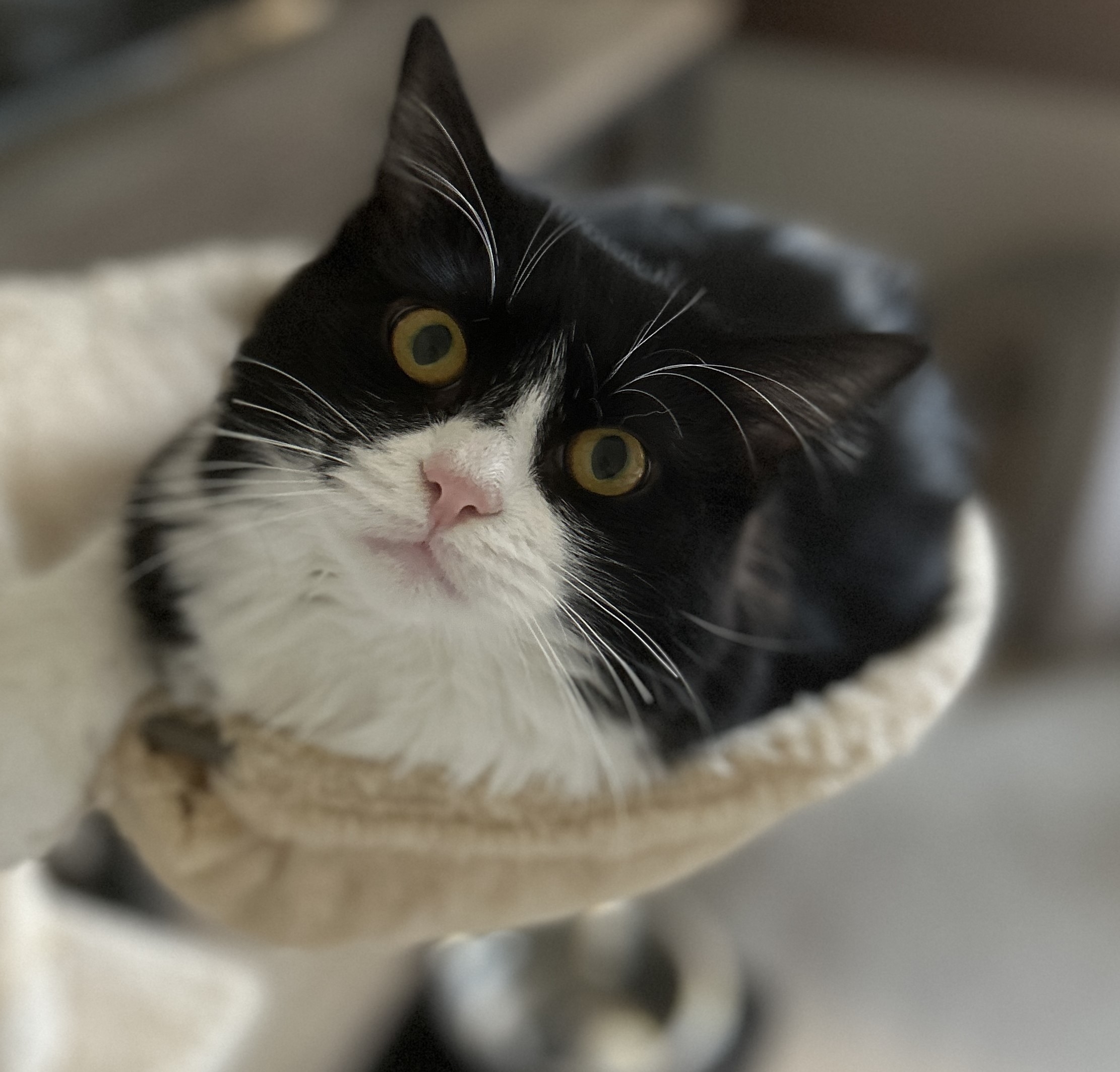 Titian