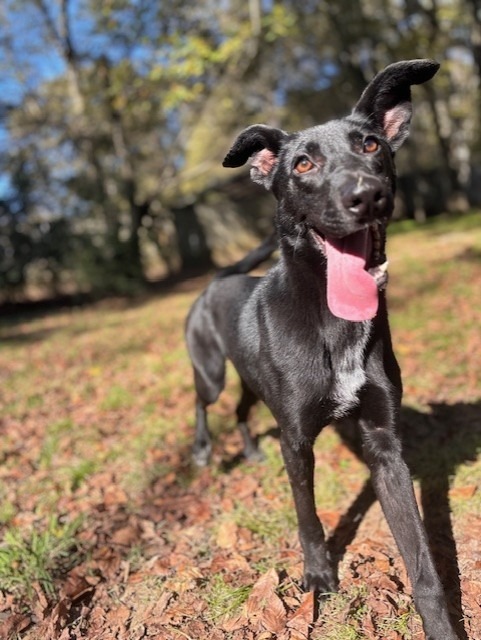 Romi (Jupitor), an adoptable Labrador Retriever, Shepherd in Little Rock, AR, 72210 | Photo Image 1