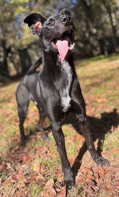 Romi (Jupitor), an adoptable Labrador Retriever, Shepherd in Little Rock, AR, 72210 | Photo Image 2