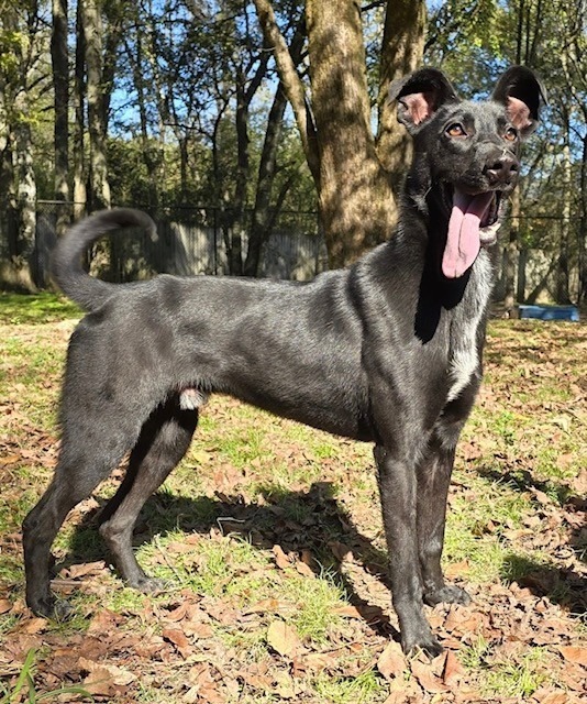 Romi (Jupitor), an adoptable Labrador Retriever, Shepherd in Little Rock, AR, 72210 | Photo Image 3