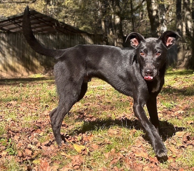 Romi (Jupitor), an adoptable Labrador Retriever, Shepherd in Little Rock, AR, 72210 | Photo Image 4