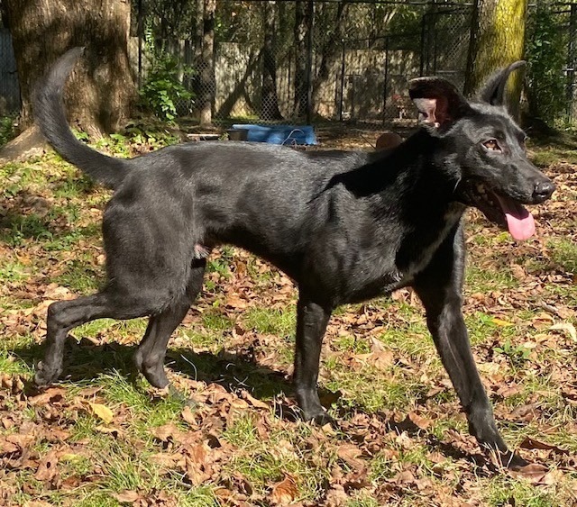 Romi (Jupitor), an adoptable Labrador Retriever, Shepherd in Little Rock, AR, 72210 | Photo Image 5