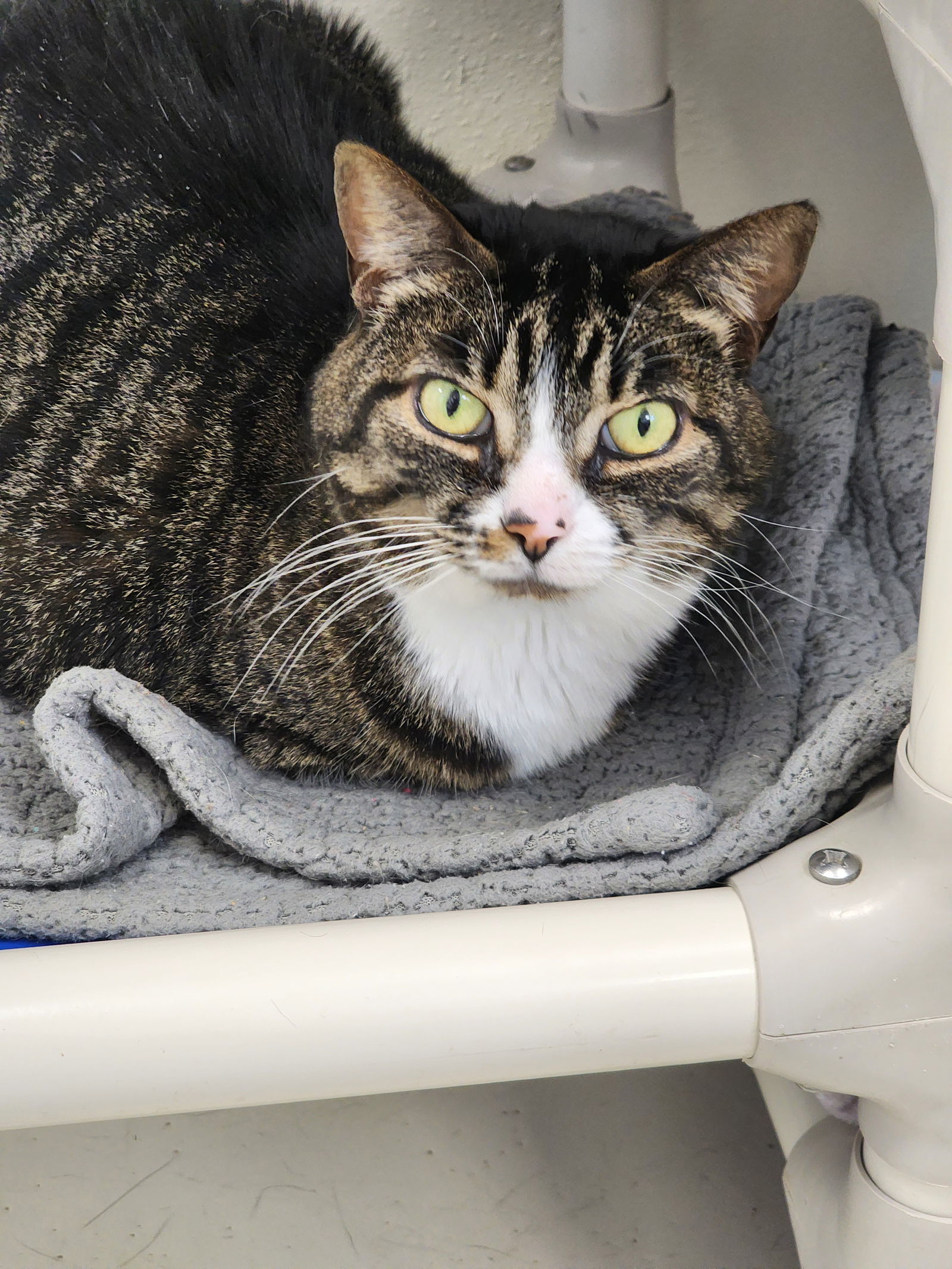 Fiona, an adoptable Domestic Short Hair in Webster, WI, 54893 | Photo Image 2