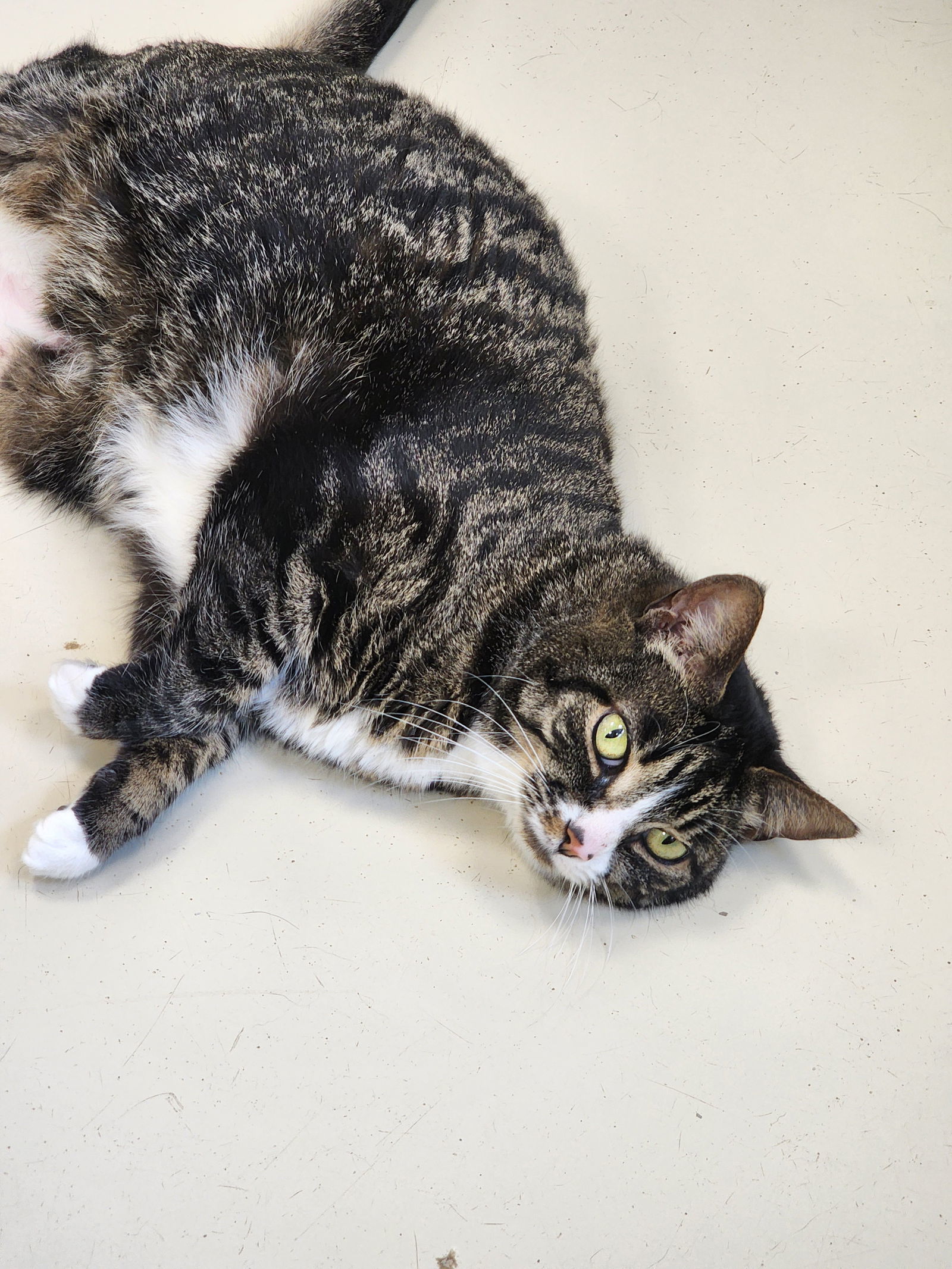 Fiona, an adoptable Domestic Short Hair in Webster, WI, 54893 | Photo Image 3