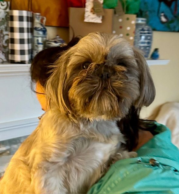 Shih tzu mixed on sale with miniature poodle