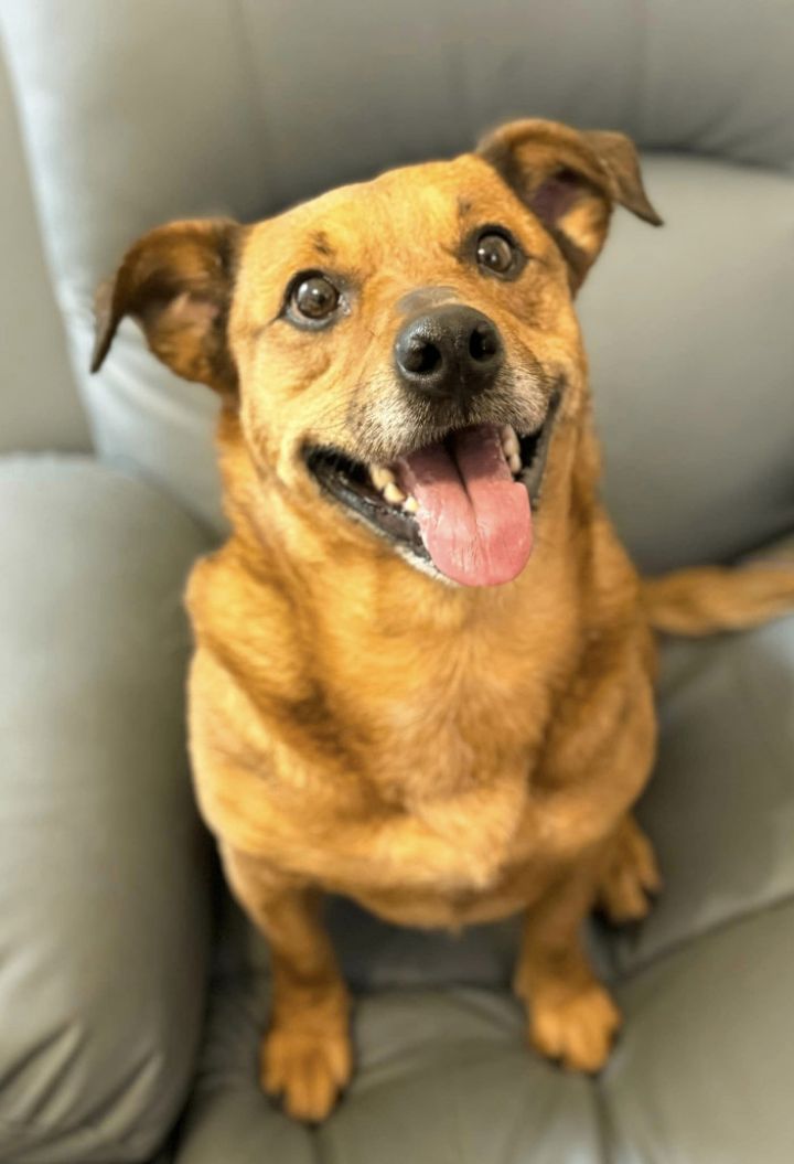 Dog for adoption Clementine, a Dachshund & Mix in Pawlet, VT