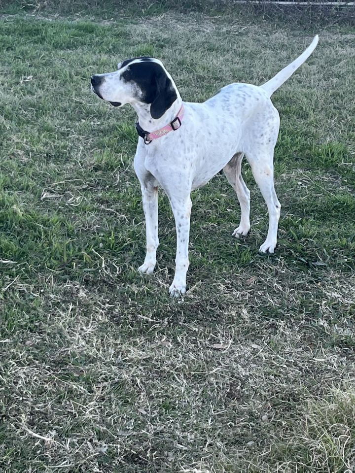 English best sale pointer adoption