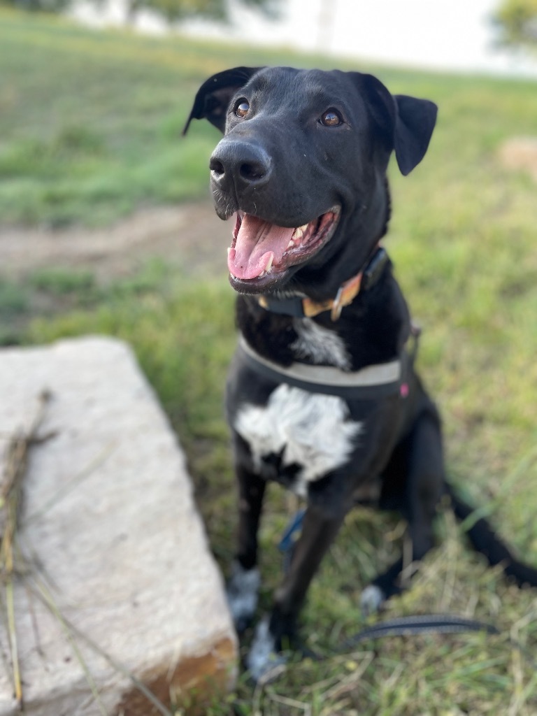 Chalk, an adoptable Shepherd, Mastiff in Fort Lupton, CO, 80621 | Photo Image 1