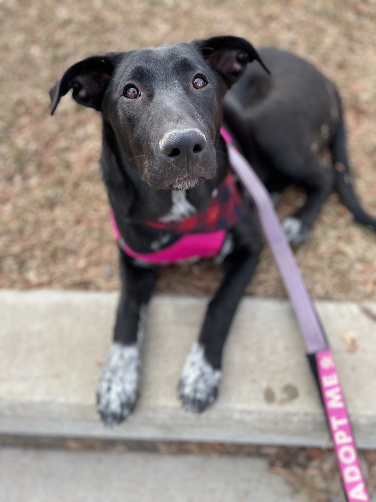 Chalk, an adoptable Shepherd, Mastiff in Fort Lupton, CO, 80621 | Photo Image 2