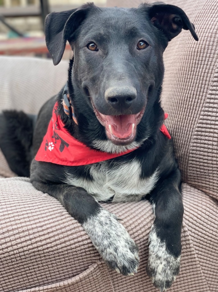 Chalk, an adoptable Shepherd, Mastiff in Fort Lupton, CO, 80621 | Photo Image 3