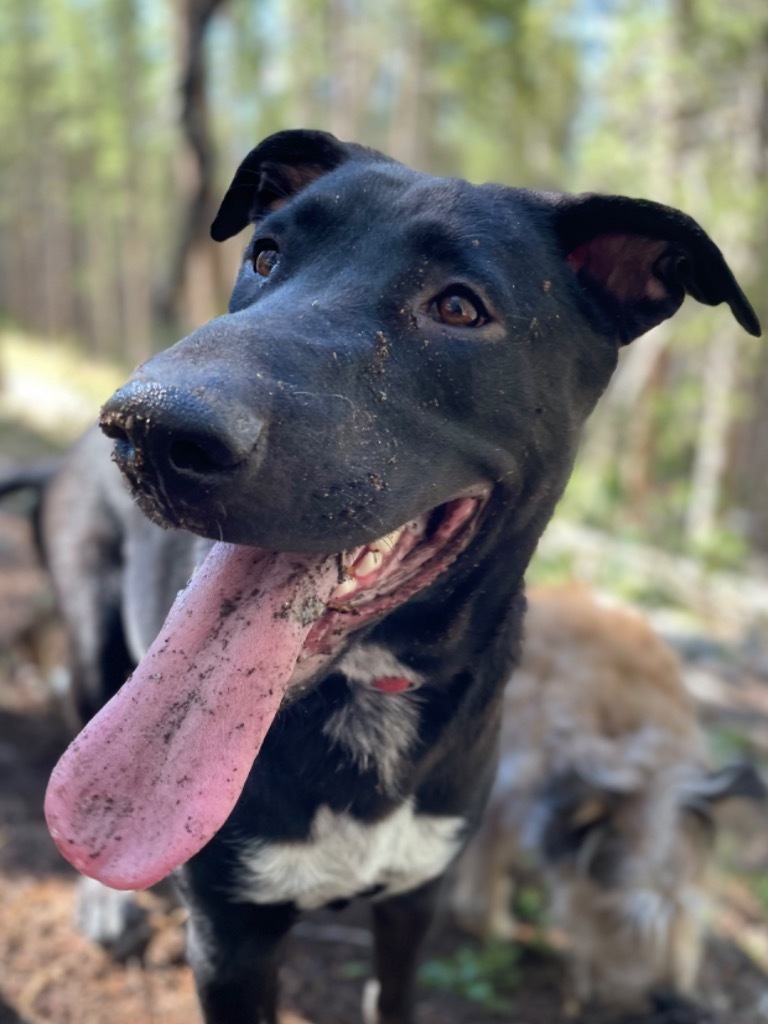 Chalk, an adoptable Shepherd, Mastiff in Fort Lupton, CO, 80621 | Photo Image 4