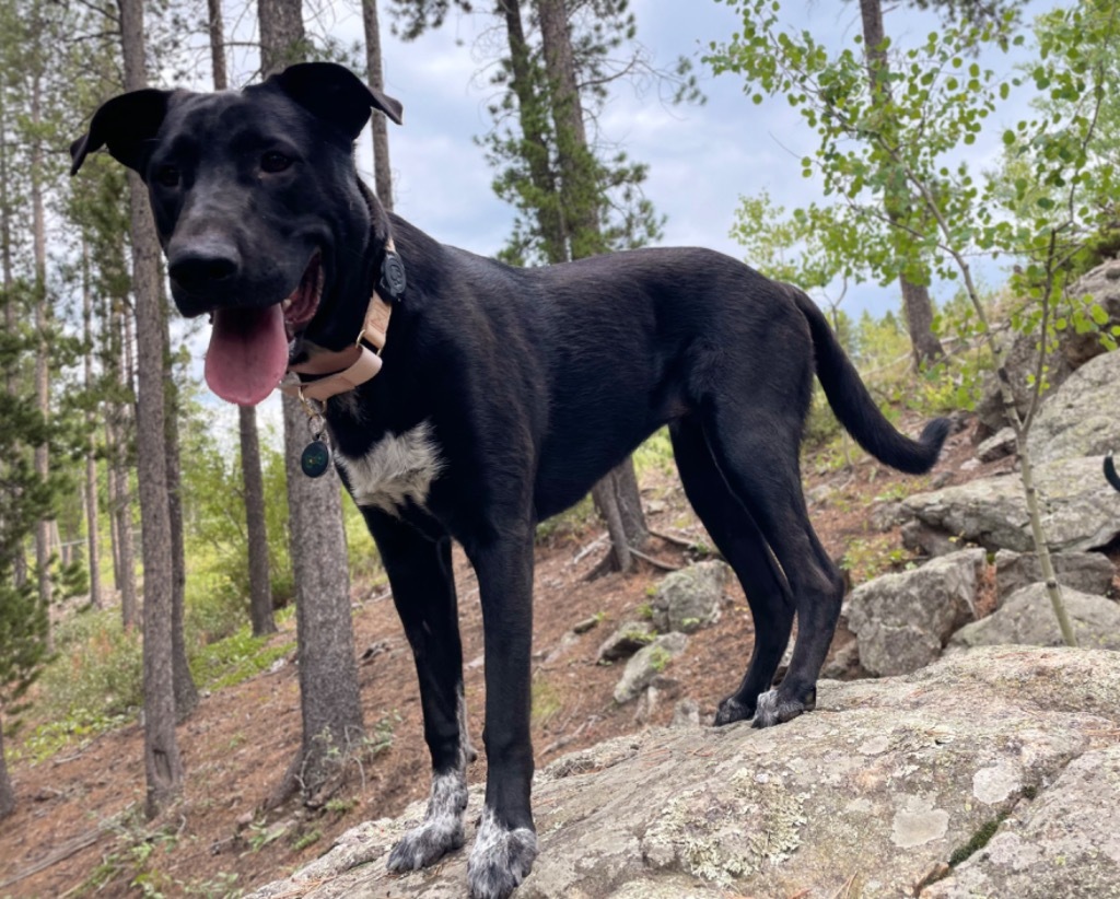 Chalk, an adoptable Shepherd, Mastiff in Fort Lupton, CO, 80621 | Photo Image 6