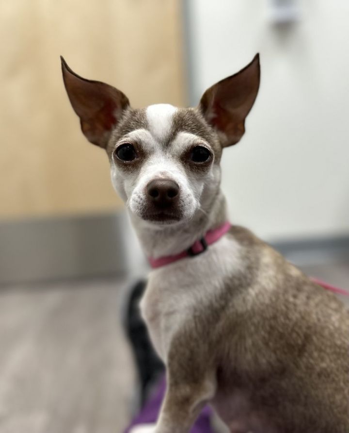 Camilla , an adoptable Chihuahua in Los Alamitos, CA_image-4