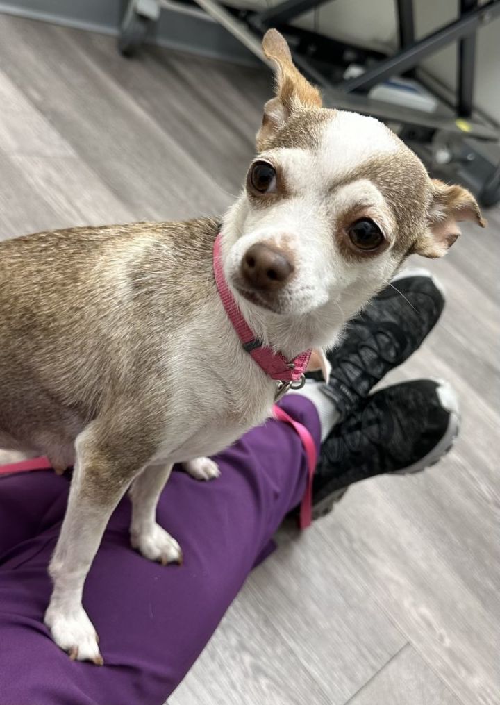 Camilla , an adoptable Chihuahua in Los Alamitos, CA_image-6