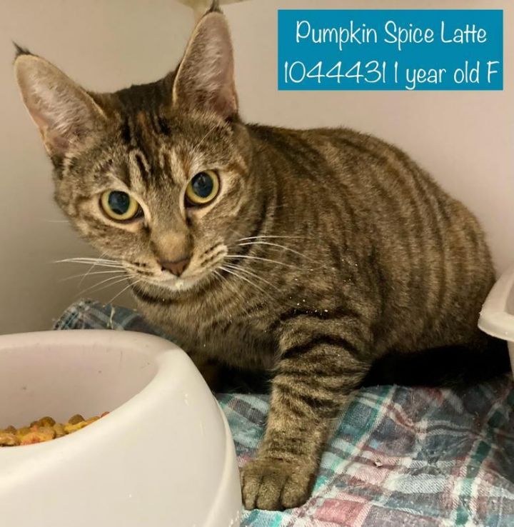 Cat for adoption Pumpkin Spice Latte a Domestic Short Hair in