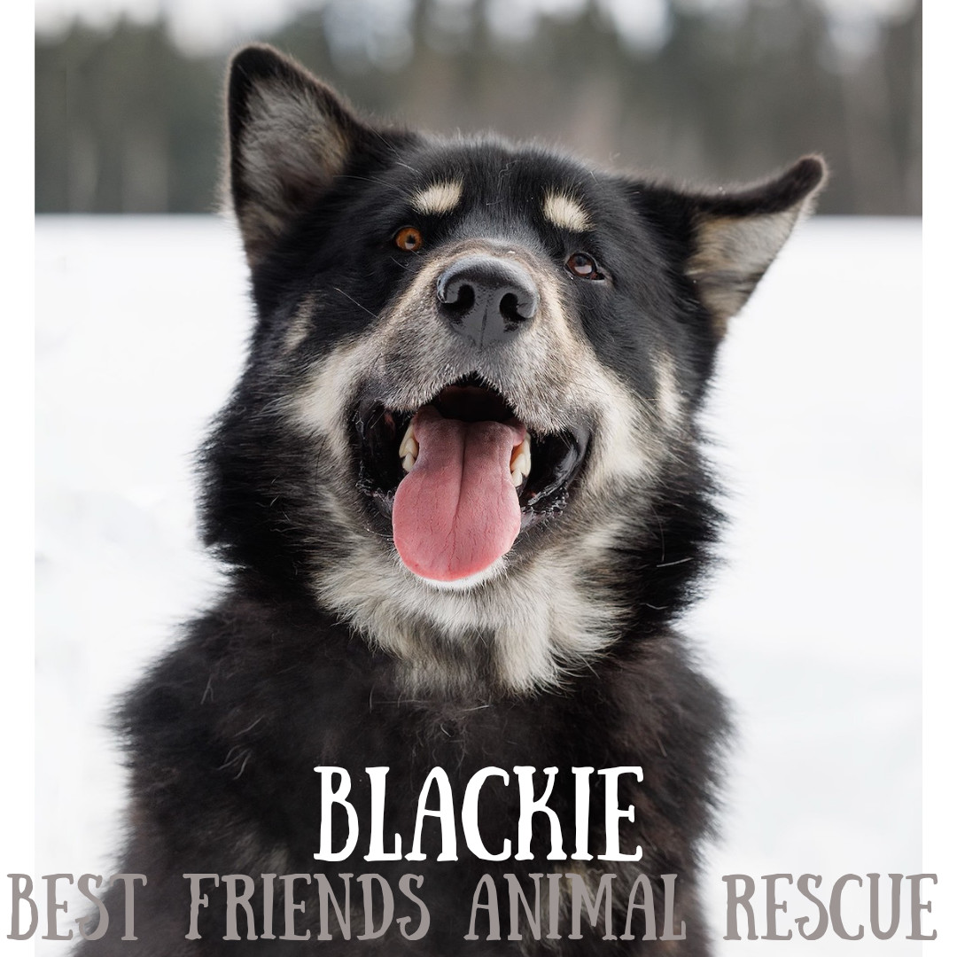 Blackie, an adoptable Alaskan Malamute in Wasilla, AK, 99654 | Photo Image 1