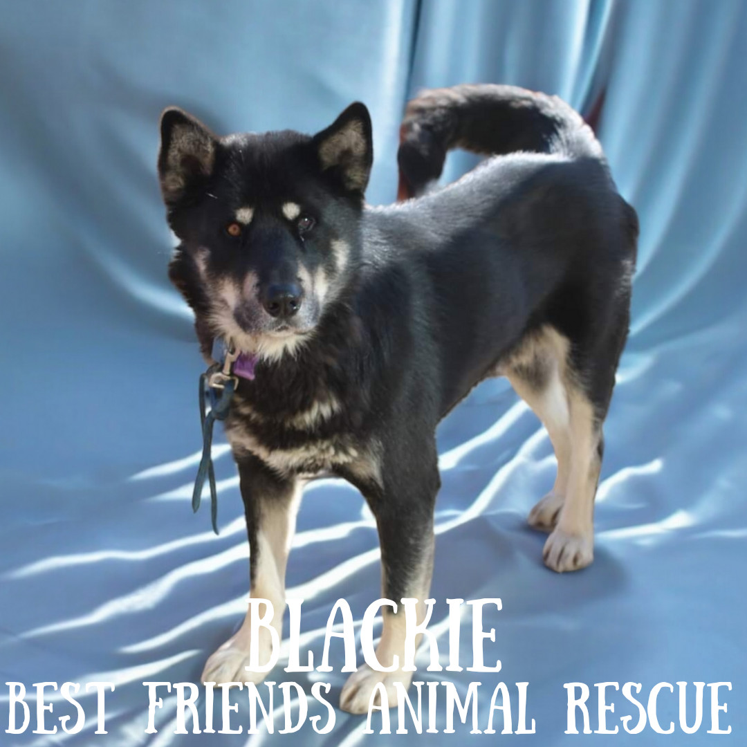 Blackie, an adoptable Alaskan Malamute in Wasilla, AK, 99654 | Photo Image 2