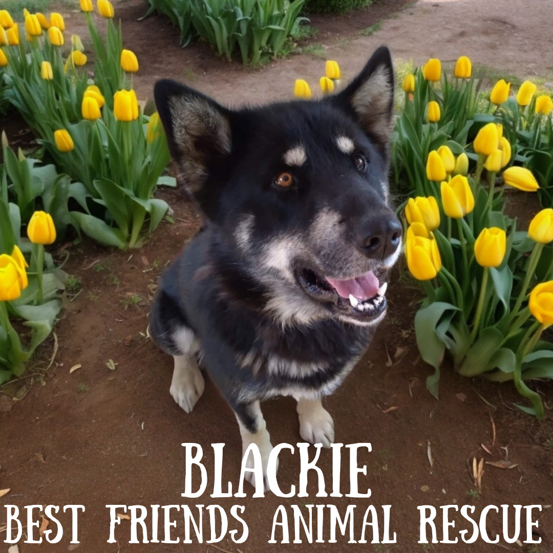 Blackie, an adoptable Alaskan Malamute in Wasilla, AK, 99654 | Photo Image 3