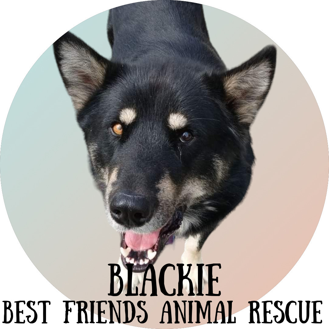 Blackie, an adoptable Alaskan Malamute in Wasilla, AK, 99654 | Photo Image 4