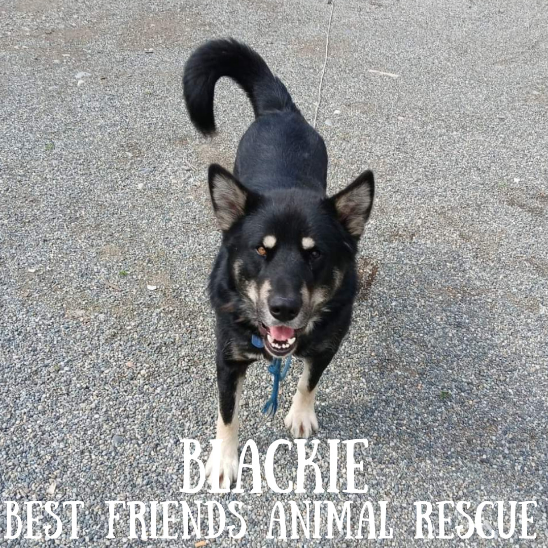 Blackie, an adoptable Alaskan Malamute in Wasilla, AK, 99654 | Photo Image 5