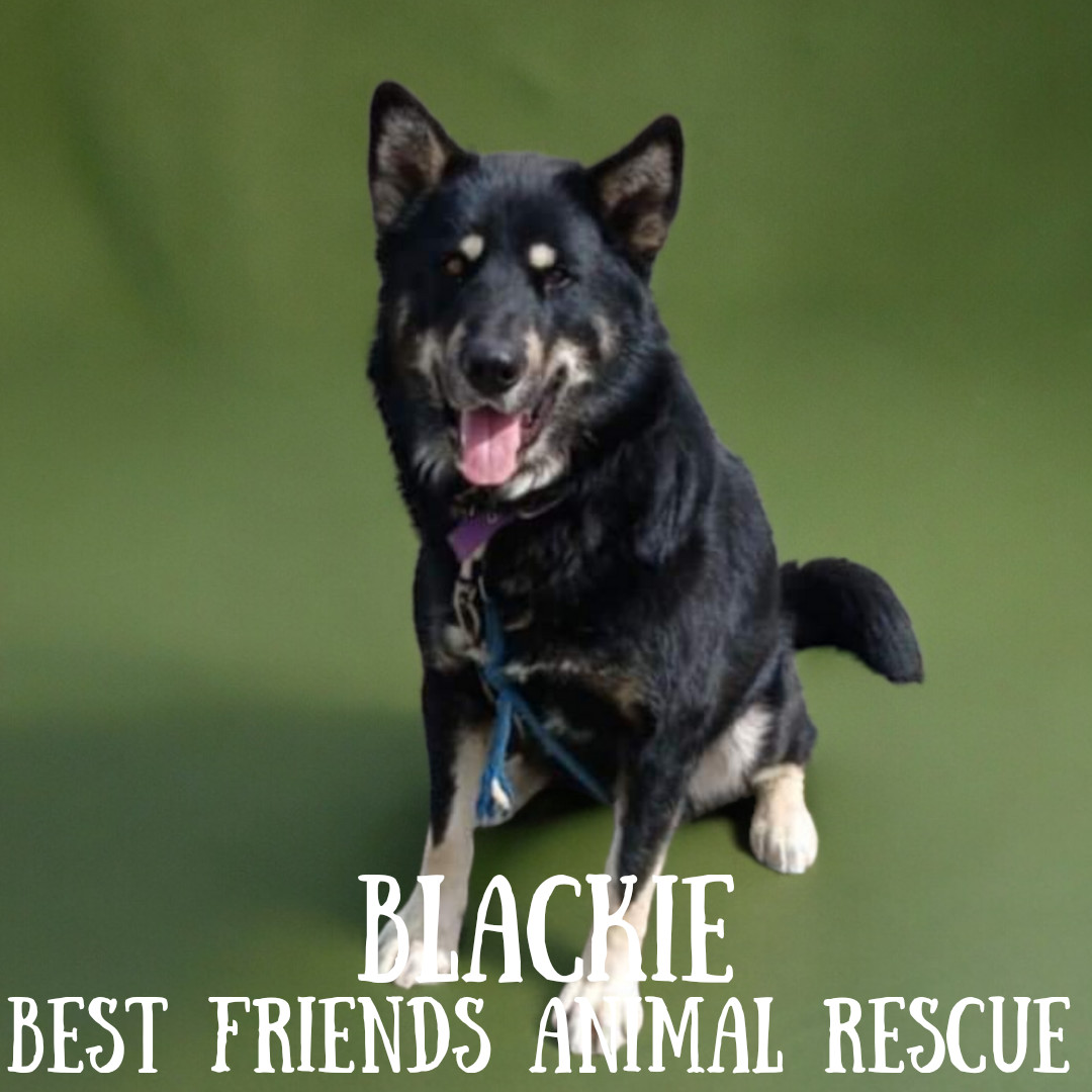 Blackie, an adoptable Alaskan Malamute in Wasilla, AK, 99654 | Photo Image 6