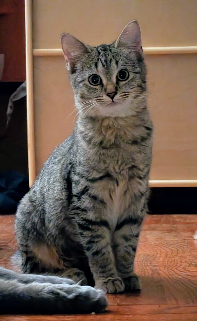 Lucy, an adoptable Domestic Short Hair in Olathe, KS, 66062 | Photo Image 1